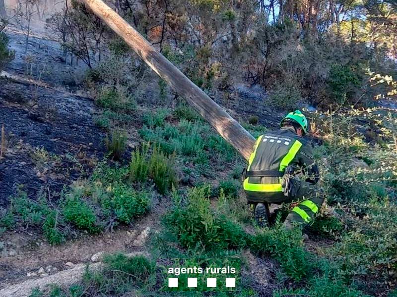 Segons fonts oficials, la causa del foc hauria estat la caiguda d'un suport elèctric. (Foto: Agents Rurals de la Generalitat).