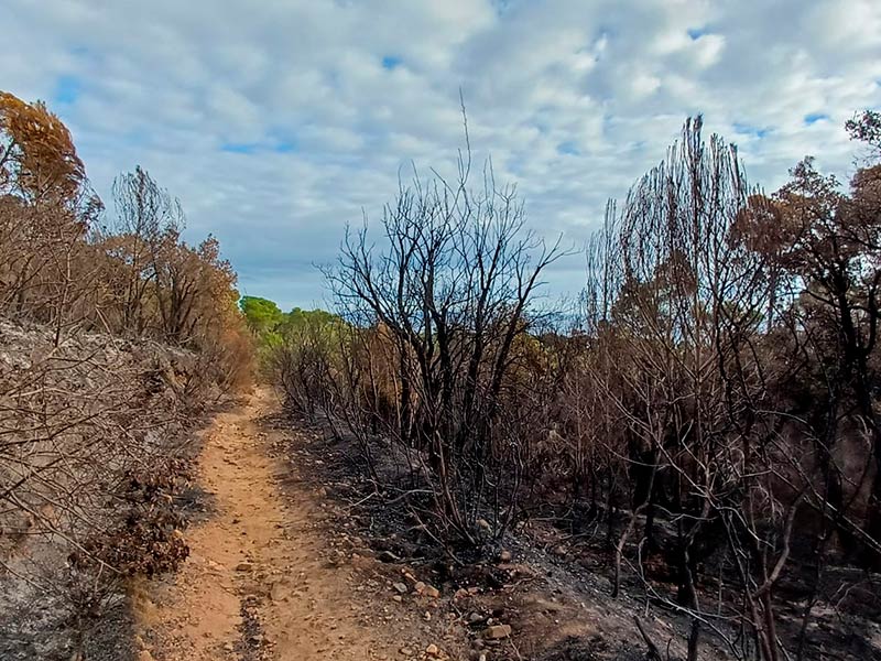 El foc del passat 27 de novembre va cremar unes 4 hectàrees de terreny. (Foto: Ajuntament de Palamós).