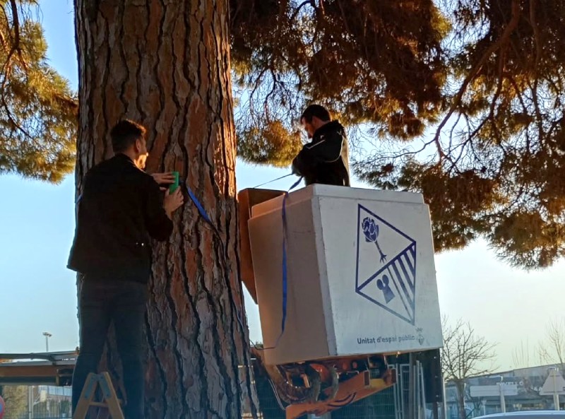 Calonge i Sant Antoni instal·la trampes ecològiques als pins del municipi per controlar la processionària. (Foto: Ajuntament de Calonge i Sant Antoni)