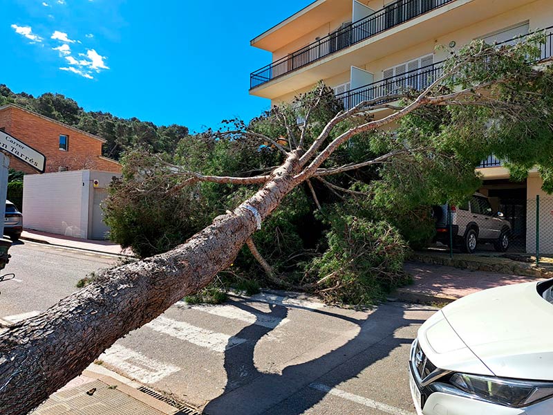La forta ventada va fer caure un arbre al carrer d'en Tarrés, a La Fosca. (Foto: Ajuntament de Palamós).