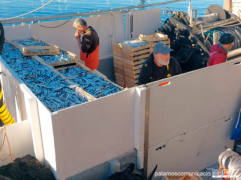 Les barques del peix blau han tornat avui a la feina després de la veda biològica.
