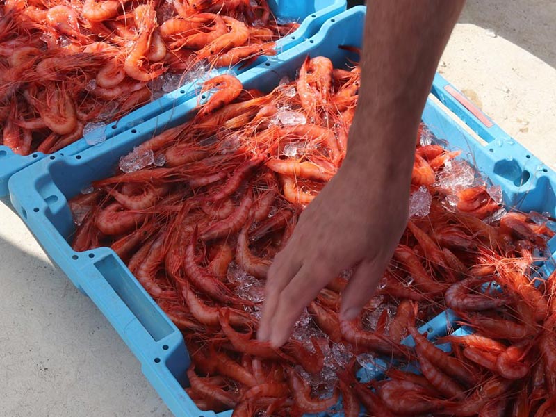 Safates amb gamba de Palamós, en una imatge d'arxiu. (Foto: Confraria de Pescadors de Palamós).