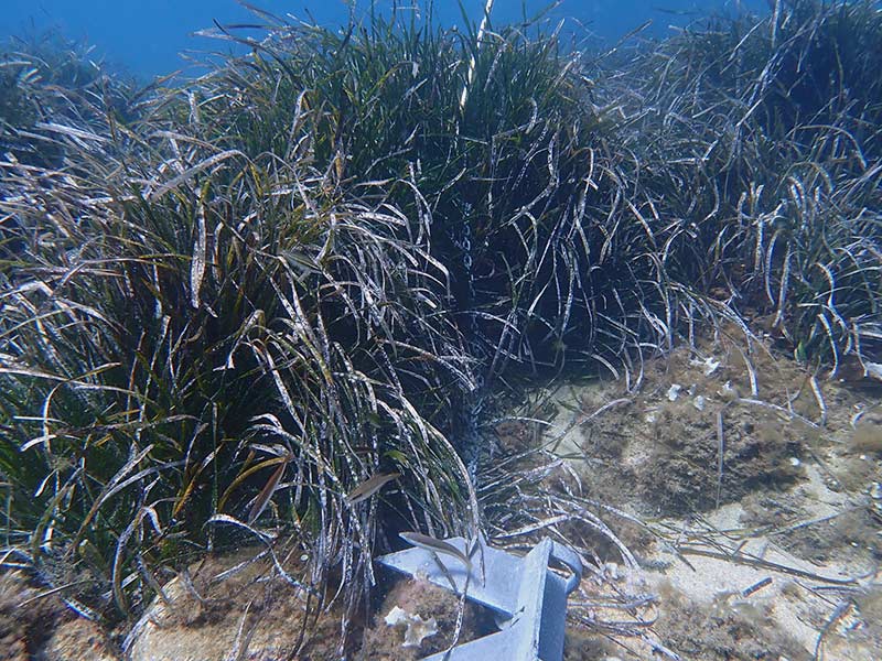 Una àncora d'una embarcació sobre un prat de posidònia. (Foto: SOS Costa Brava).