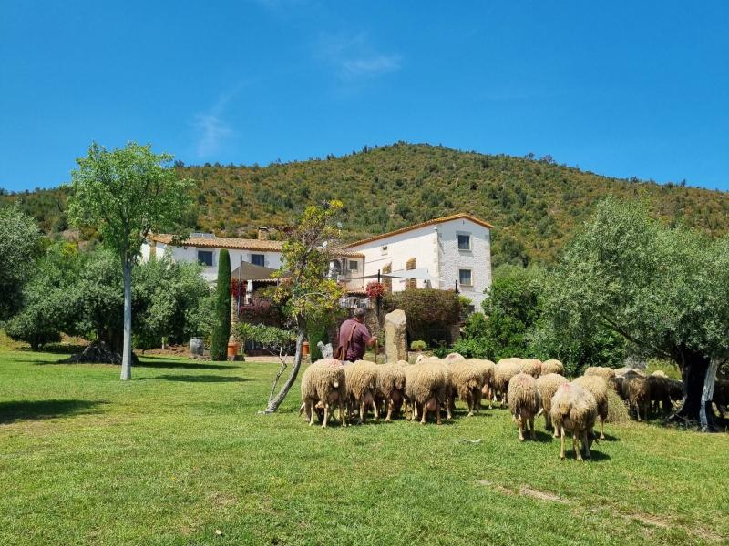 Ovelles pasturant a la vall de Bell-lloc de Palamós. (Foto: Ajuntament de Palamós).