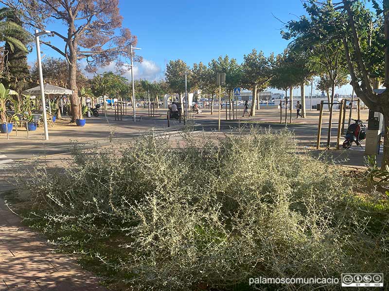 Zona amb arbustos al passeig del Mar de Palamós, ahir a la tarda.