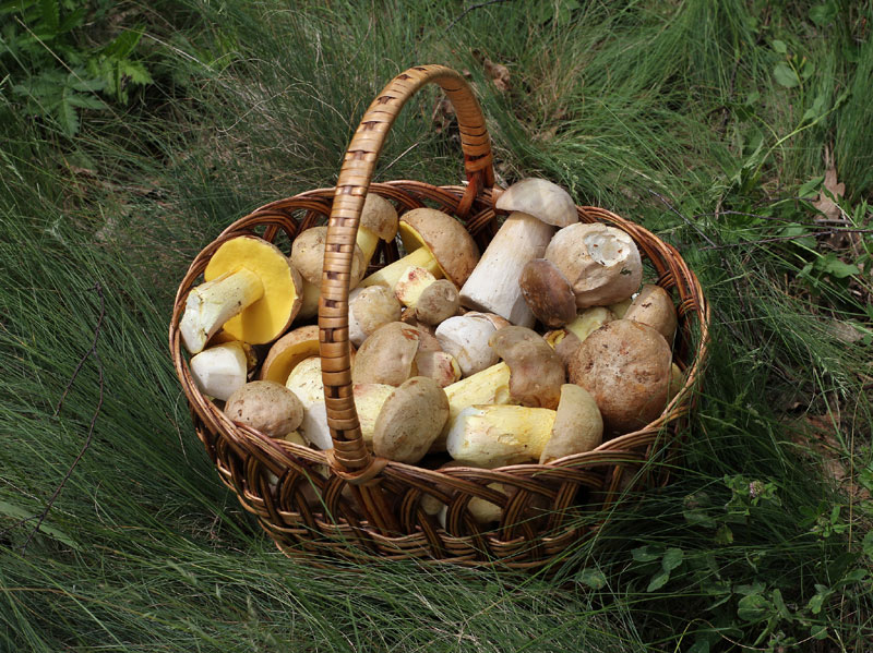 Ja es pot consultar informació de productes empordanesos com aquests bolets a la Viquipèdia. (Font: wipediafotosproductesemporda.)